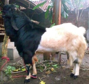 Prospek Usaha Kambing Etawa dan Analisanya