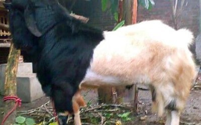 Prospek Usaha Kambing Etawa dan Analisanya