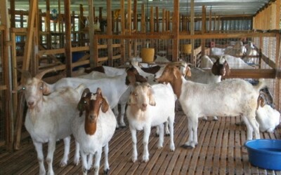 Usaha Ternak Kambing Makin Menggembirakan
