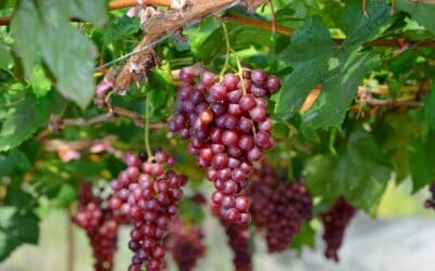 Anggur Merah Terbaik Adalah yang Tanpa Alkohol dan Gas