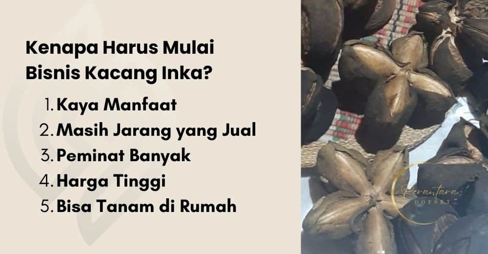 alasan bisnis kacang inka