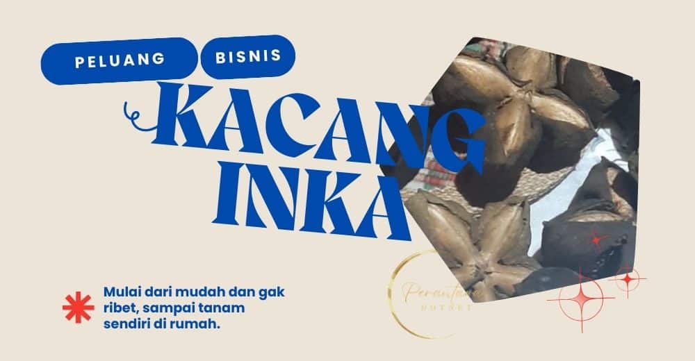 bisnis kacang inka sacha inchi